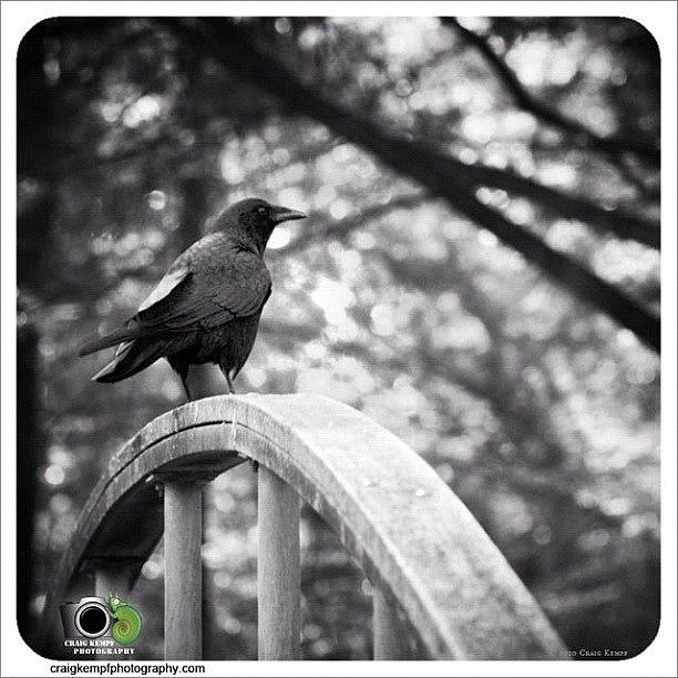 Crow Photograph - Crow. #craigkempfphotography #crow by Craig Kempf