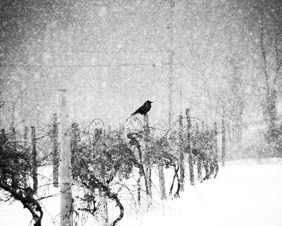 Crow Photograph - Crow in Snowy Vineyard 2011 by Joseph Duba
