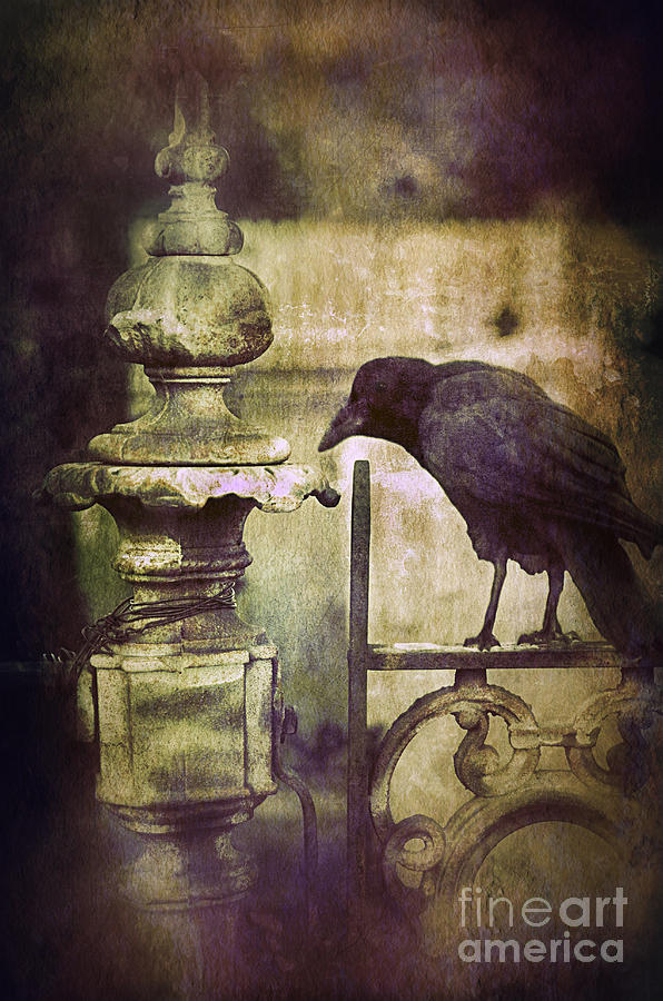 Crow on Iron Gate Photograph by Jill Battaglia