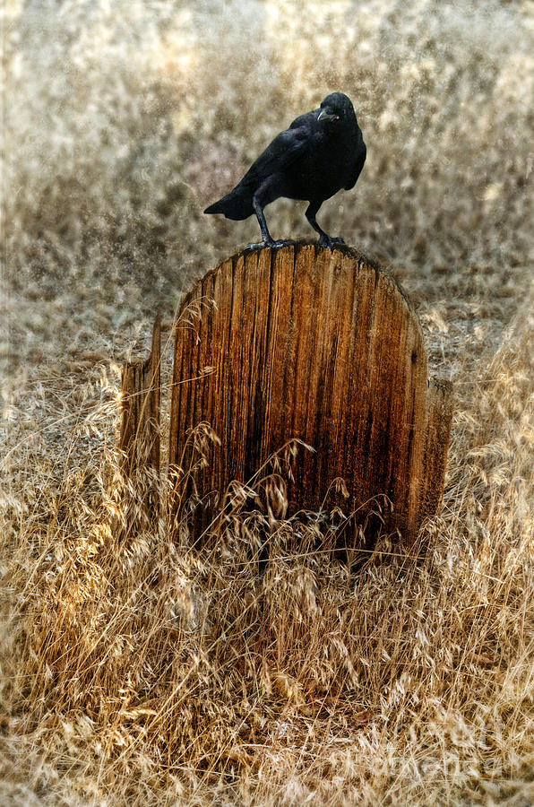 Crow on Old Wooden Grave Photograph by Jill Battaglia