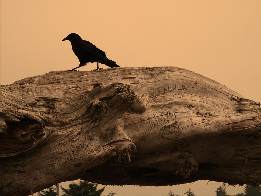 Crow Silhouette Photograph by Kym Backland