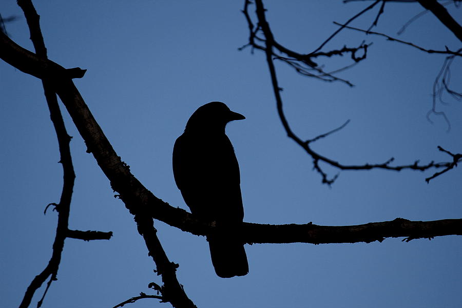 Crow Silhouette Photograph by Trent Mallett