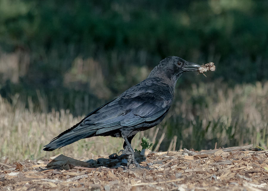 Crow Photograph by Stephen Johnson