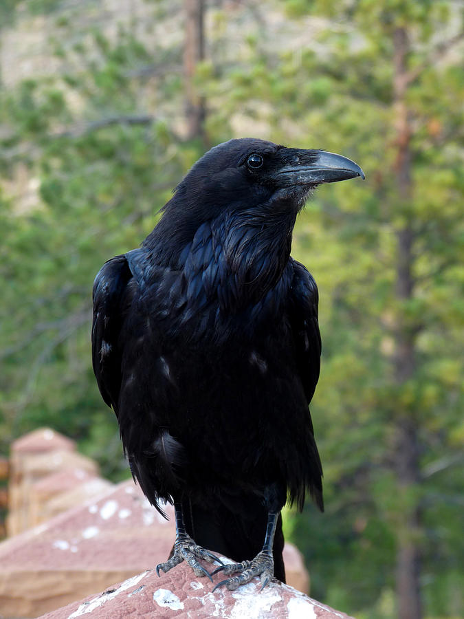 Crow Photograph by Terry Eve Tanner