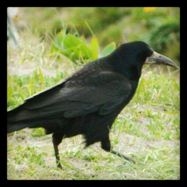 Summer Photograph - #crow#black#green#grass#summer#gone# by Aaron Eckersley