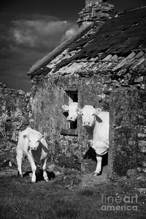 Cow Photograph - Crowded Irish Rural House by Joe Fox