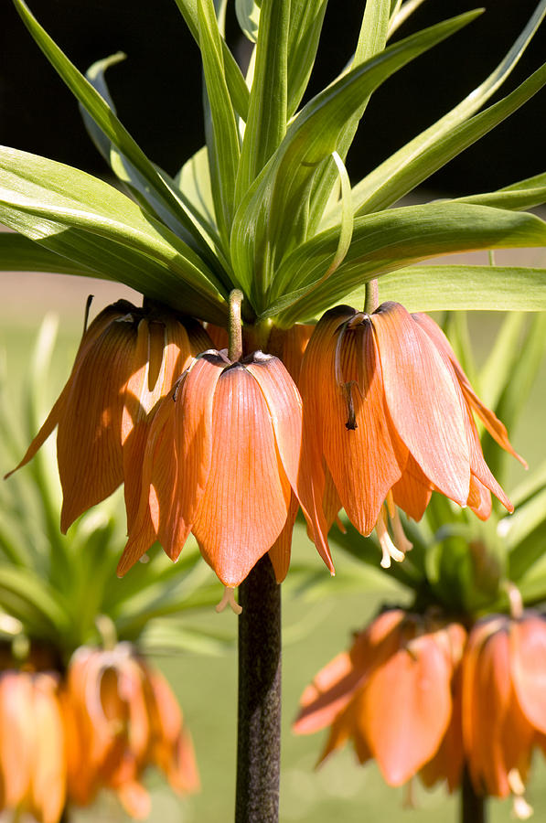 Crown Imperial (fritillaria Imperialis) Photograph By Adrian Thomas ...