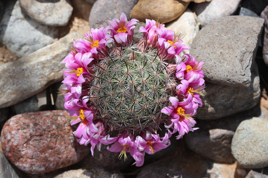 Crown Of Flowers Photograph By Matt Mattson 1760