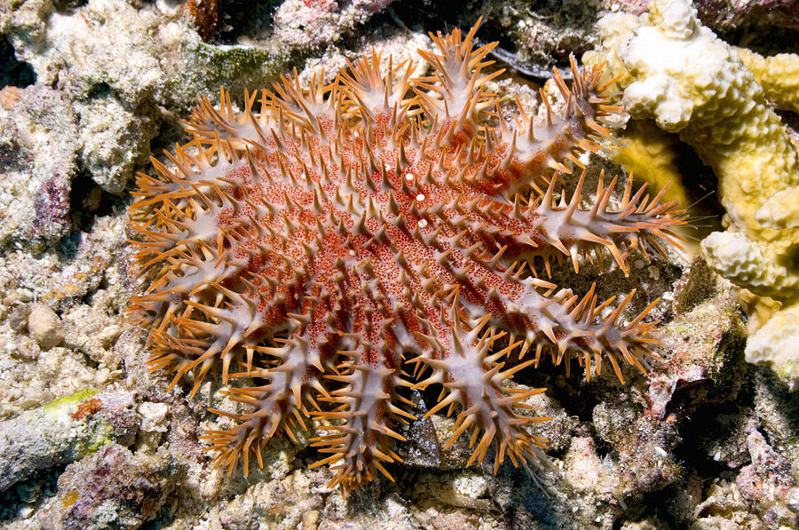 Crown Of Thorns Starfish Photograph by Georgette Douwma - Pixels