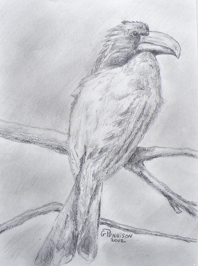 Animal Drawing - Crowned Hornbill by Gilbert Pennison