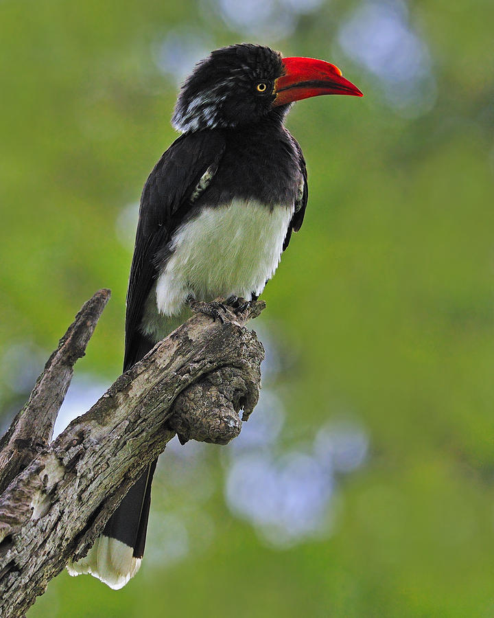 Crowned Hornbill Photograph by Tony Beck