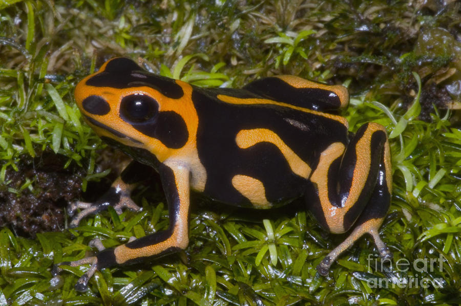 Crowned Poison Frog Photograph by Dante Fenolio