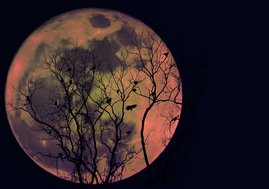 Crows Moon Photograph by Bill Cannon