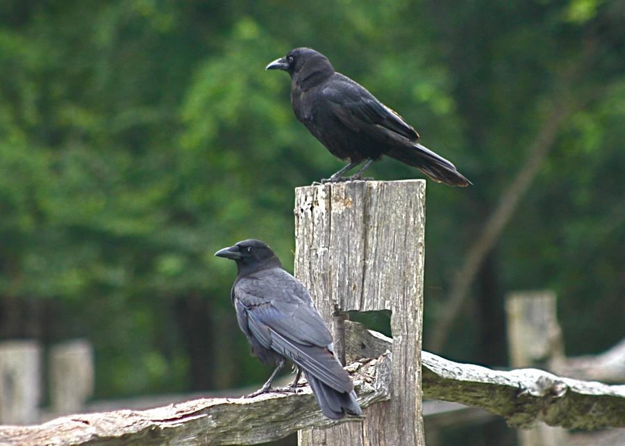 Crows on Fence  Photograph by Jeanne Juhos