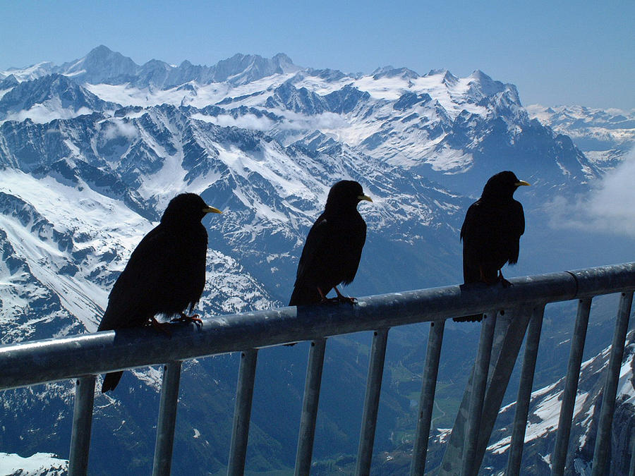 Crows on top of Mount Titlis Switzerland Photograph by Joseph Hendrix