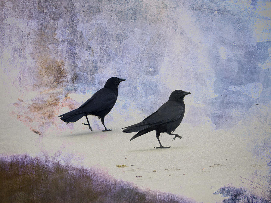 Crow Photograph - Crows Walking on the Beach by Carol Leigh