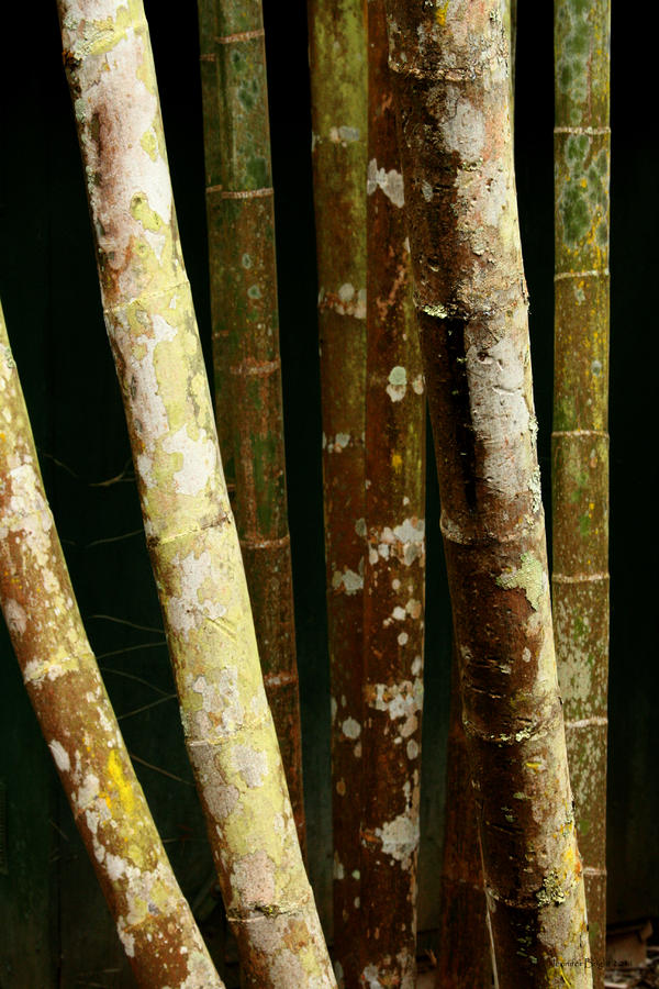 Crusty Bamboo Photograph by Jennifer Bright Burr
