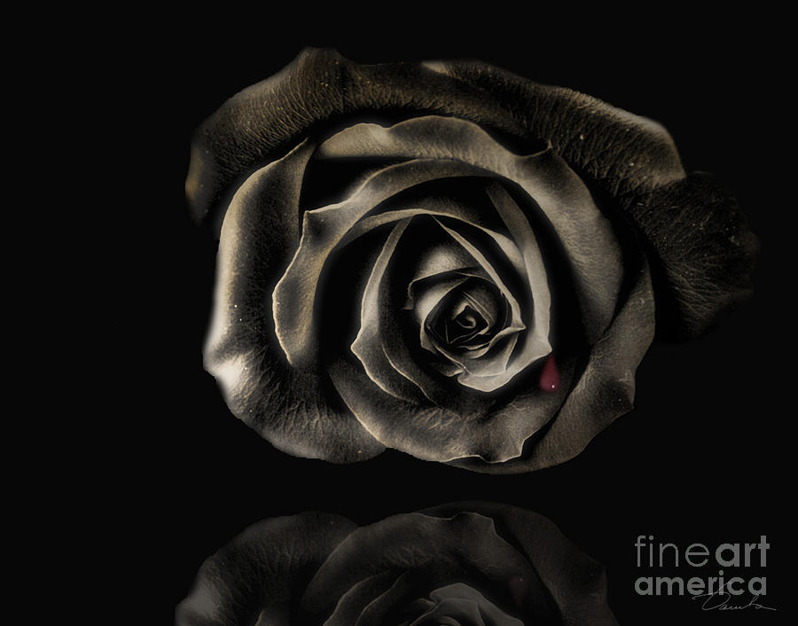 Crying Black Rose Photograph by Danuta Bennett