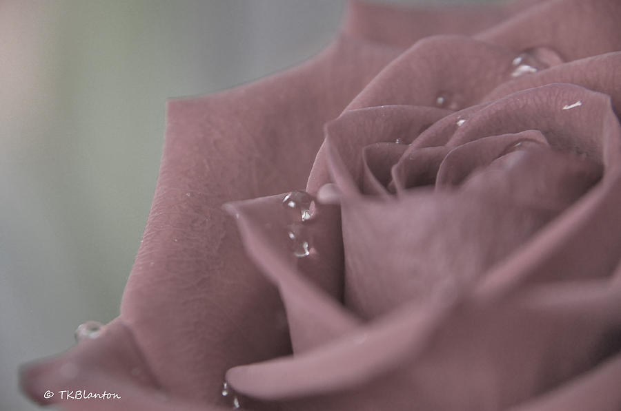 Crying Rose Photograph by Teresa Blanton