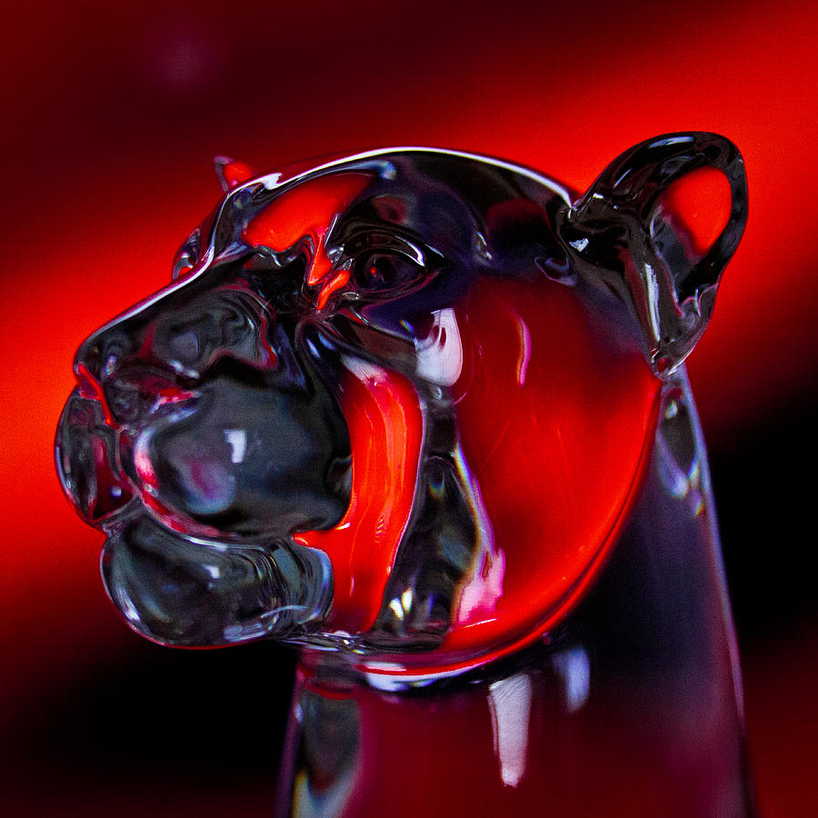 Crystal Cougar Head Photograph by David Patterson