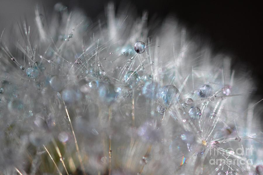Crystal Flower Photograph by Sylvie Leandre