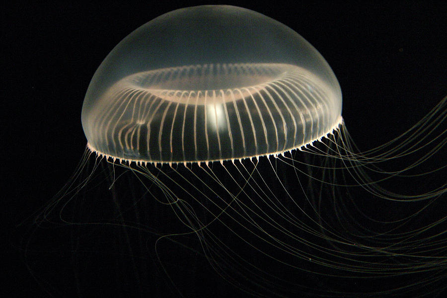 Crystal Jellyfish Aequorea Aequorea Photograph by Hiroya Minakuchi