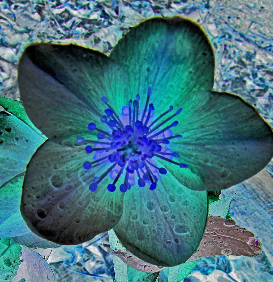 Spring Photograph - Crystalized by Elisia Cosentino