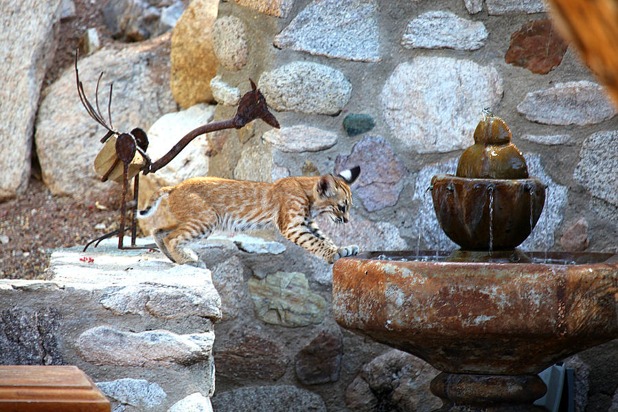 Wildlife Photograph - Cub gets a drink by Dan Nelson Wildlife Photograph - Cub gets a drink by Dan Nelson