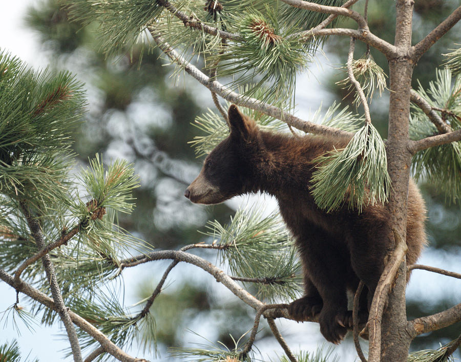Cub in Tree Photograph by Ernest Echols