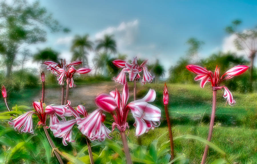 Cuba. Tararacos wildflower in Pinar del Rio Photograph by Juan Carlos Ferro Duque