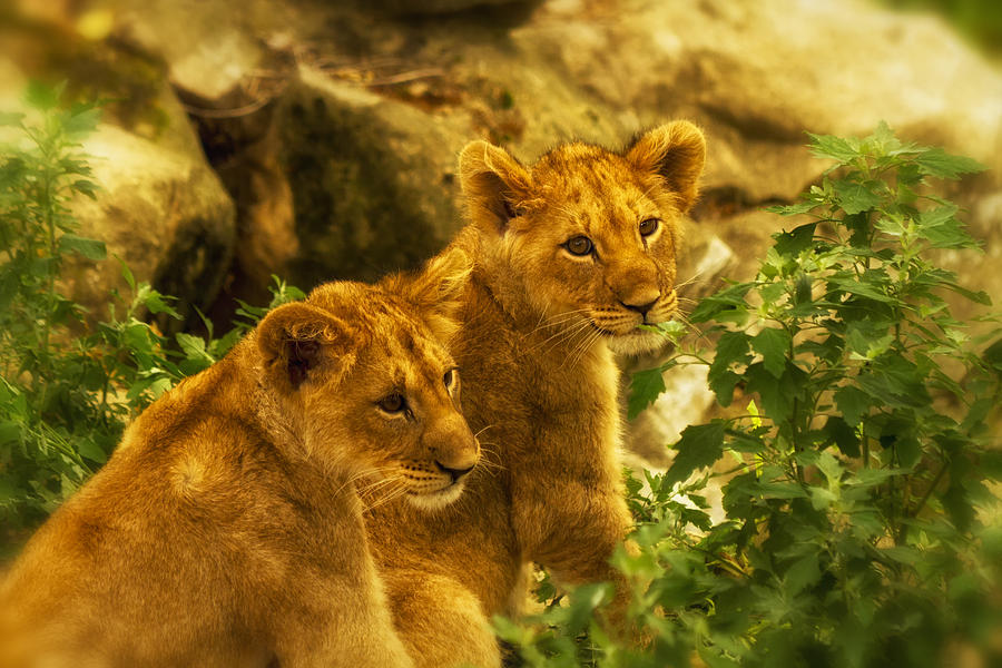 Cubs Photograph by Linda Tiepelman