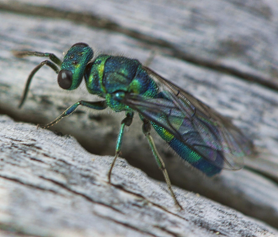 Cuckoo Wasp Photograph by Gregory Scott