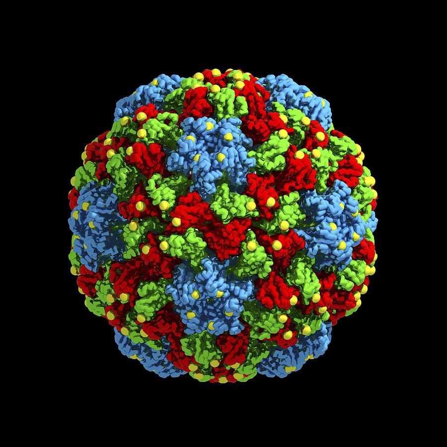 Cucumber Mosaic Virus Computer Model By Science Photo Library 9417