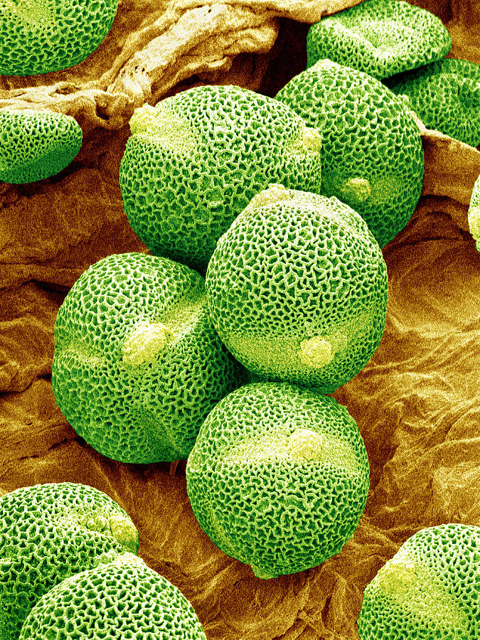 Nature Photograph - Cucumber Pollen, Sem by Susumu Nishinaga