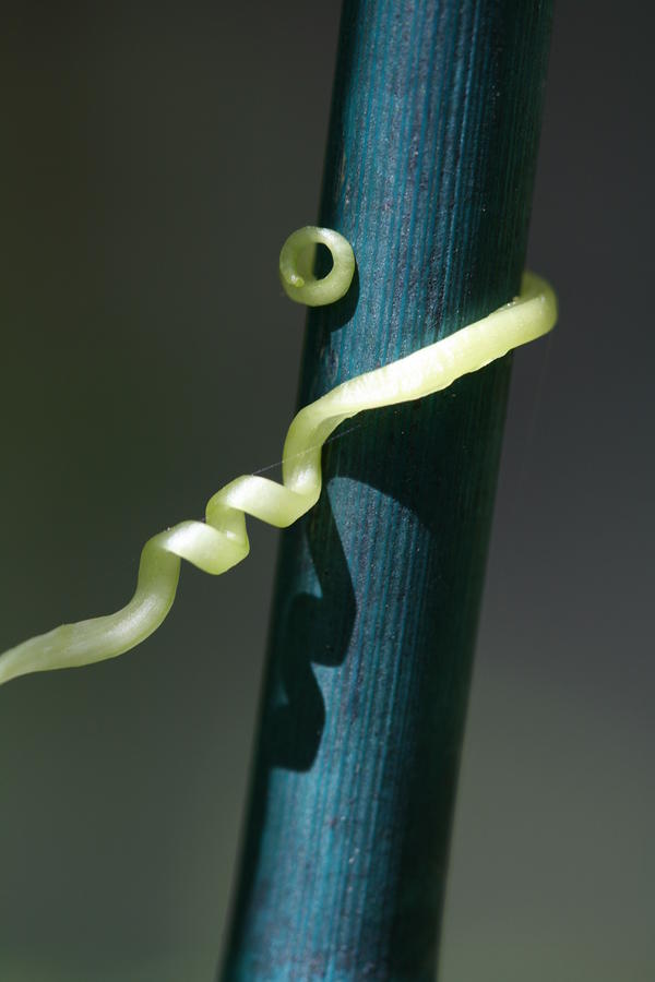 Cucumber Photograph - Cucumber Tendril Curling Around a Support Stake by Bonnie Boden Cucumber Photograph - Cucumber Tendril Curling Around a Support Stake by Bonnie Boden