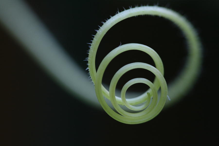 Cucumber Photograph - Cucumber Tendril Spiral by Bonnie Boden Cucumber Photograph - Cucumber Tendril Spiral by Bonnie Boden