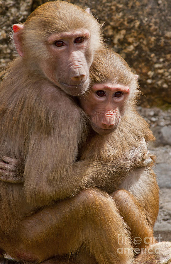 Animal Photograph - Cuddles by Andrew  Michael