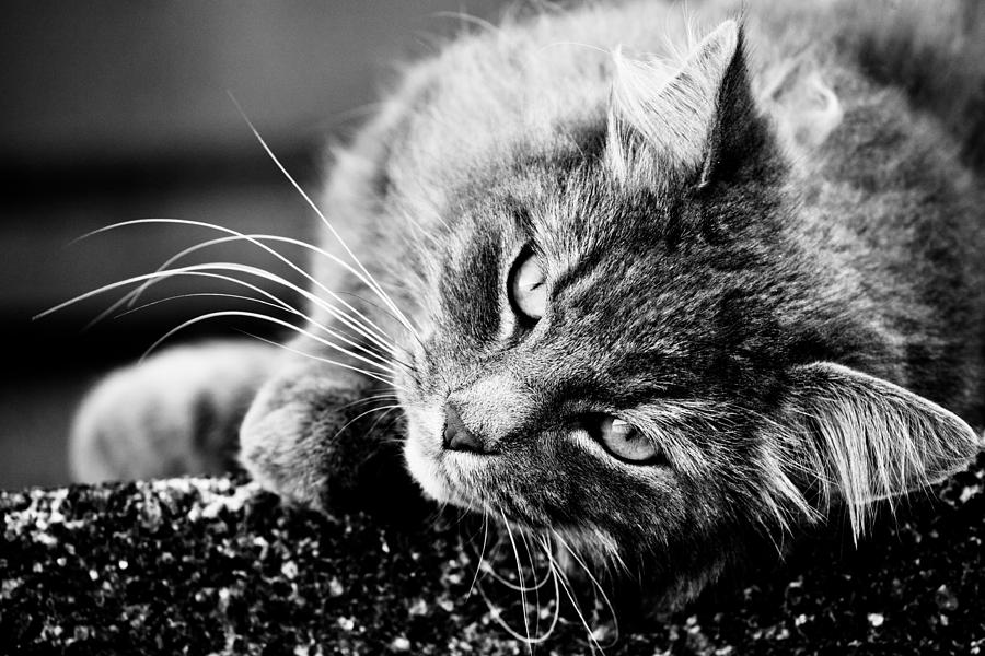 Cuddly Cat Photograph by Hakon Soreide