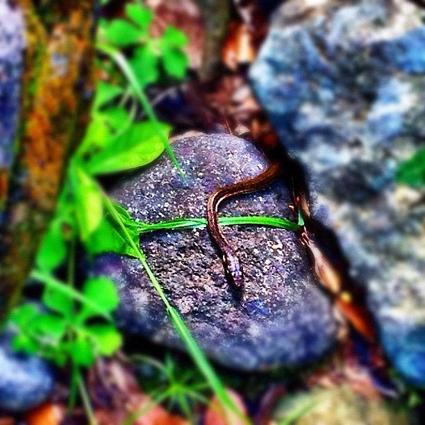 Nature Photograph - #culebra #snake #corredora #serpiente by Havito Nopal