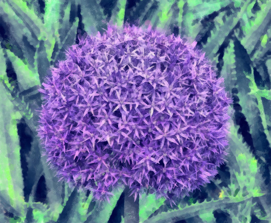 Cultivated Alium Photograph by Chris Thaxter
