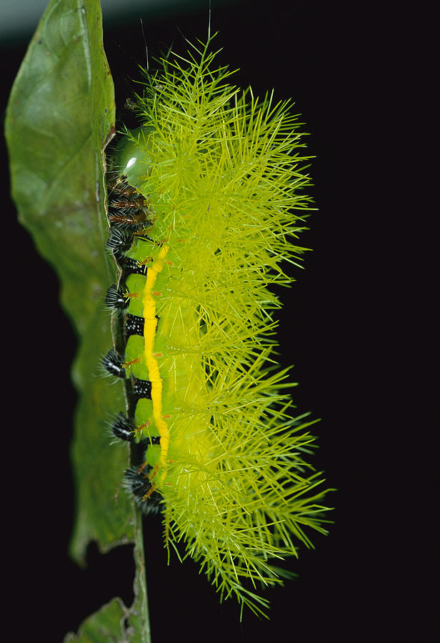Cup Moth Limacodidae Caterpillar Photograph by Christian Ziegler