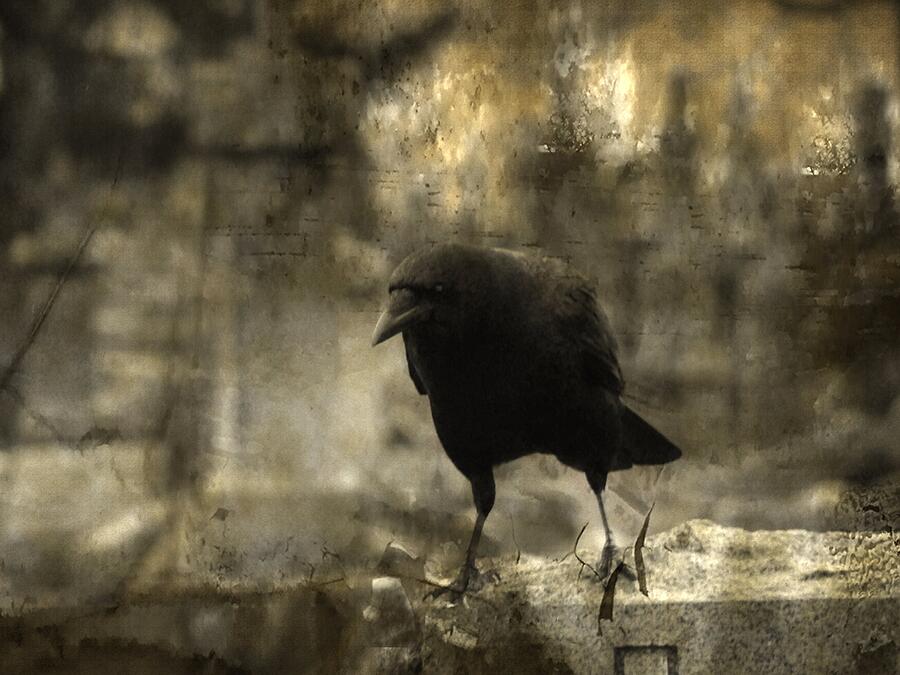 Curiosity Of The Graveyard Crow Photograph by Gothicrow Images - Pixels