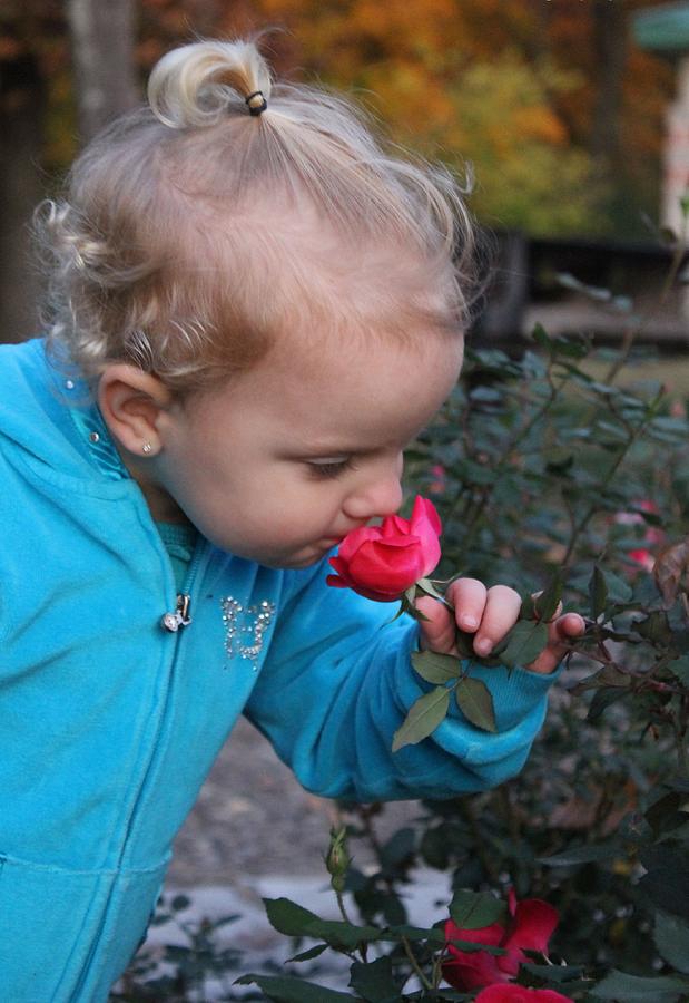 Rose Photograph - Curiosity by Rebecca Frank