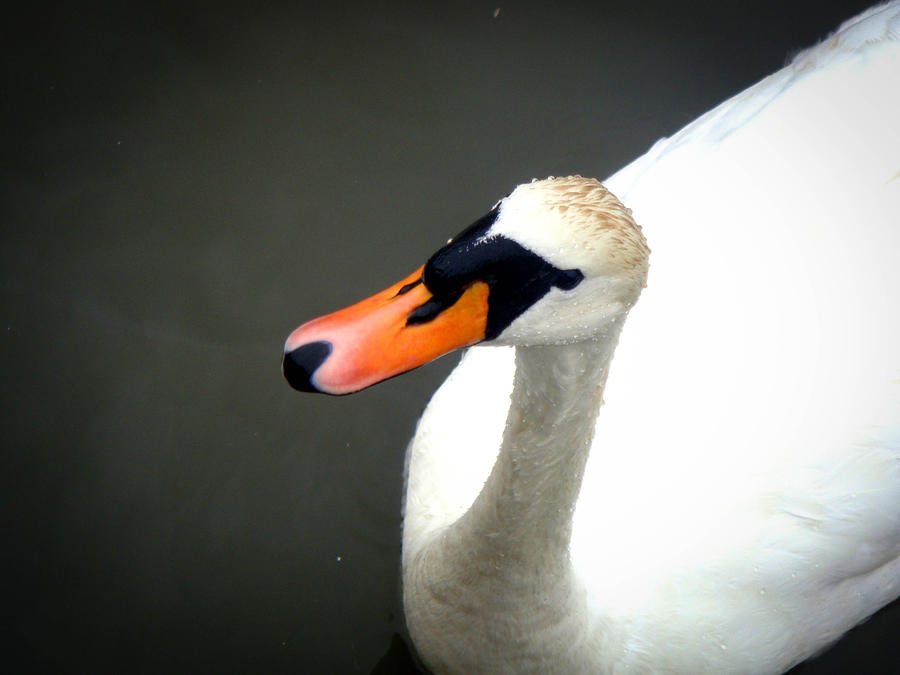 Swan Photograph - Curiosity by Roberto Alamino