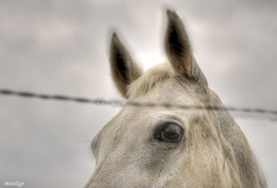 Horse Photograph - Curiosity by Stellina Giannitsi
