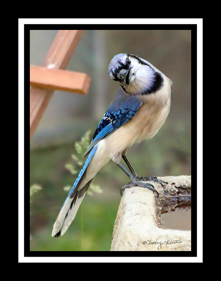 Nature Photograph - Curious Bluejay by Tracey R Gates