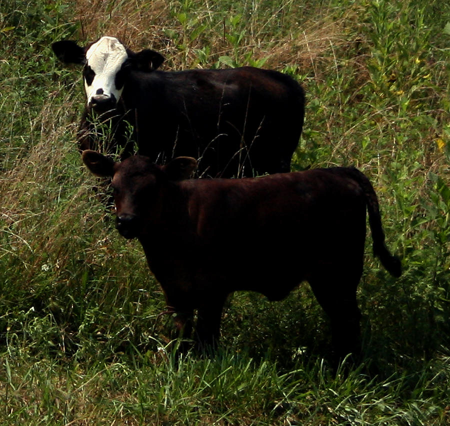 Curious Calves Photograph by Karen Harrison Brown