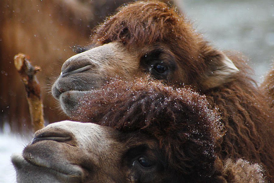 Curious Camels Photograph by Scott Hovind