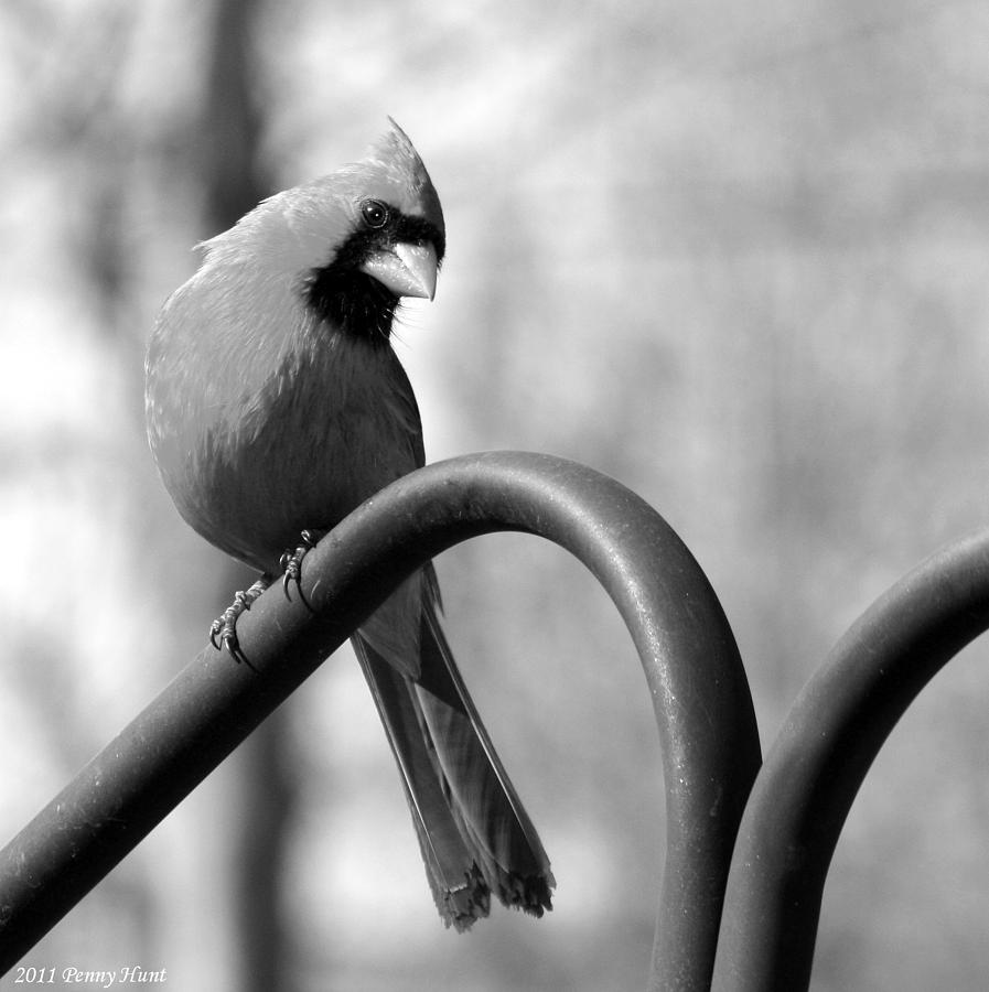 Curious Cardinal Photograph by Penny Hunt