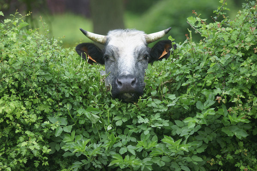 Curious Cow Photograph by Erik Tanghe